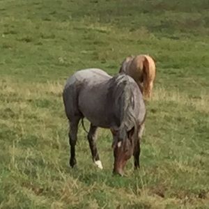 Meet your Posher, Casey